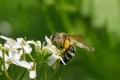 Abeille au travail